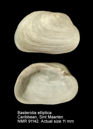 Basterotia elliptica (2).jpg - Basterotia elliptica(Récluz,1850)